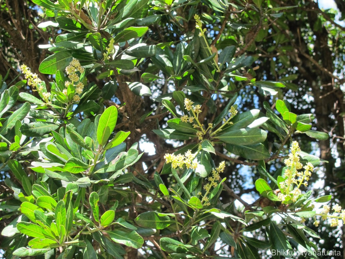 Mangifera zeylanica (Blume) Hook.f.